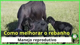 Manejo reprodutivo e abate de fêmeas.