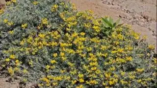 Flora canaria (3ª introducción fotográfica)
