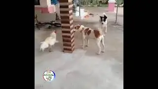 Brave Hen Confronts A Bullying Dog