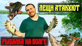 Рыбалка с ночёвкой на ВОЛГЕ || Открыли сезон БЕШЕНЫМ клёвом!!!