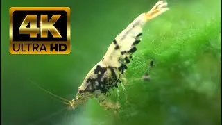 16 Minutes of Shrimp Grazing to Breath of the Wild Music.