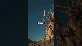The Ancient Wonder: Meet the World's Oldest Tree!