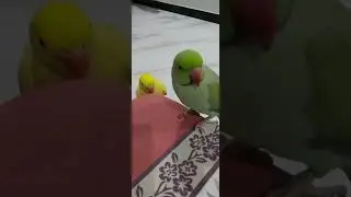 cute parrot 🦜