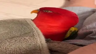 мои любимые видео с попугаями 🦜