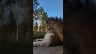 Плюха, как медведь-шатун, и прыгает, как заяц.
