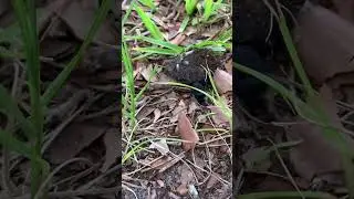 Dung beetles