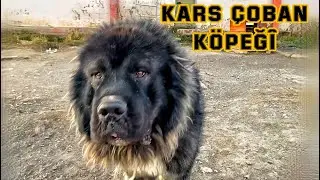 ASLAN YELELİ KARS ÇOBAN KÖPEKLERİ  | TÜRÜ TEHLİKEDE ! | YOK OLMASINLAR