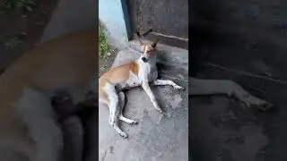 hungry dog #doglover #village
