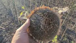Уборка Іріса від Сингенти 🤔