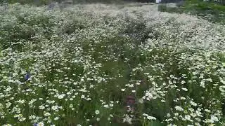 Сколько должно быть ромашек?