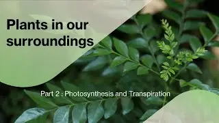 Plants in our surroundings - Photosynthesis | Class 4 | ICSE | Science Olympiad | Quick Revision