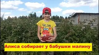 Алиса собирает у бабушки малину без костылей