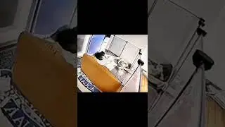 здравый кот#shorts