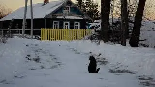 Васины забавы