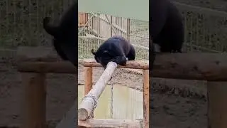 Мишка Финик акробат. #животные #zoo#архив