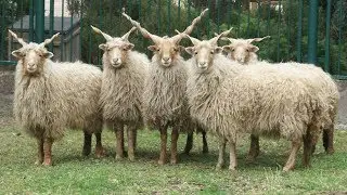 Racka Sheep | Medieval Horns Multi-Purpose