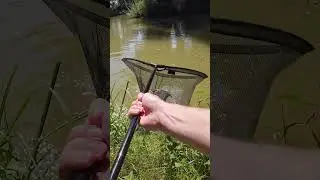 Did he think he was a grass carp!? #carpfishing #carp #fishing