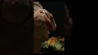 INSANE Close-Up Details | OLED DEMO 2023, 4K UHD 60 FPS, Dolby Vision.