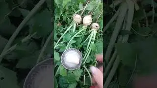 РЕПА Петровская - разнообразим осеннее меню.