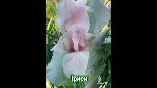 Що квітне зараз? #дача #сад