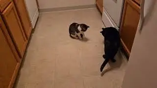 Cats Vs Mysterious Insect 🪰🐈🐈‍⬛👀