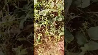YADDA AKE SARRAFA CIYAWAR GOGAMASU AYI MAGANI DA ITA
