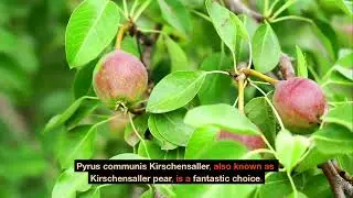 Why You Should Grow Pyrus communis Kirschensaller Pear Tree