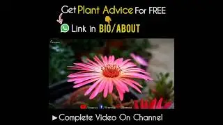 Mesembryanthemum / Ice Flower Plant Origin & Basics!