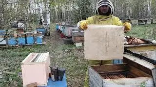 Пчелы. Пчеловодство.Первого весеннее расширение в начале апреля!