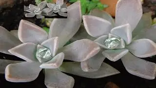 Suculenta Graptopetalum Paraguayense | Dicas de  Plantio...♡