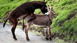 EPIC Animals Compilation - best Animal Video Clips FunnyThinks