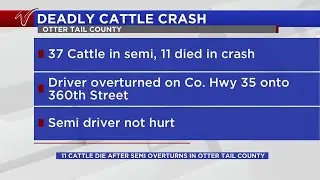 Multiple cattle die in Otter Tail County semi crash