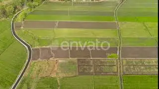 Rice Field and Agricultural Land in Indonesia | Stock Footage - Envato elements