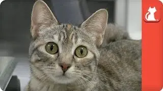 Simhasana the Kitten with Dislocated Legs - Tails of Survival