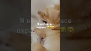 Чихуахуа #приколы #собака #чихуахуа #dog #приколысживотными #shortsvideo #sunny #shortvideo