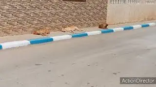 كلاب برية تطلب الإغاثة من جمعية الرفق بالحيوان