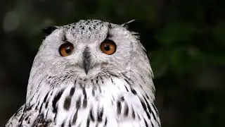 Beautiful birds and nutere beauty