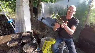 The Craft Grower. Sub Irrigation. Not suitable for adds.