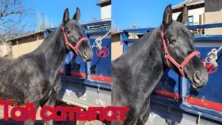 Тай сатылат чум кара Тел:+996 707 181 819