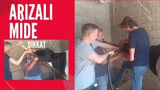 İNEK MİDESİ NEDEN ARIZA YAPAR ? Cevaplarınızı Yorumlara Bekliyorum. Öğrenci arkadaşlar burdamısınız?