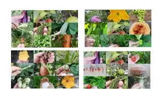 Winter Season 2024: Fruits And Vegetables Growing To Harvesting