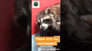 Лёня что ты натворил ! | Весёлая Утка