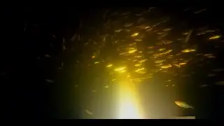 река Шелонь, Осенняя ночная подводная охота.