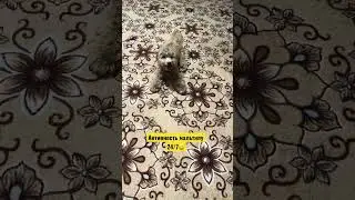 Хочу поиграть 🧸\ I want to play. #мальтипу #dog  #shorts