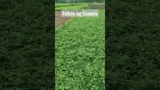 Paano nila hinahango ang Talbos ng Camote? #agaderfarmland #talbosngkamote