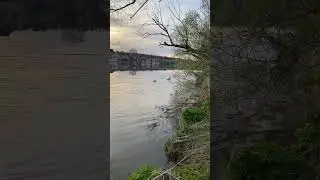 Лебеди 🦢