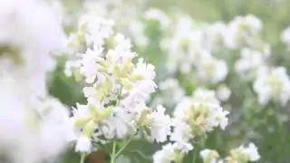Футаж для видео монтажа Footage for video editing Белые цветы летом Весной