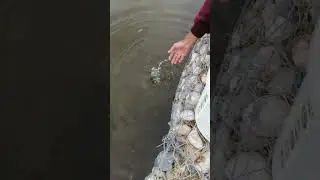 зарыбление Тараз рыбалка #fishingpro08