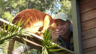 Tree Kangaroo - 72 Cutest Animals - National Zoo, Canberra