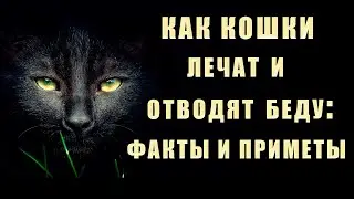 Как КОШКИ лечат и отводят беду: факты и приметы